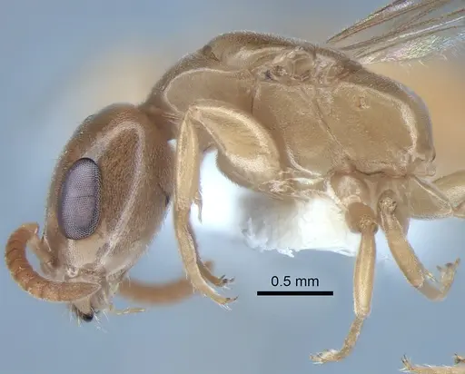 Pseudomyrmex ereptor specimen CASENT0863524 image casent0863524_4