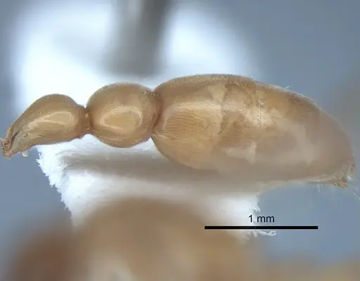 Pseudomyrmex ereptor specimen CASENT0863524 image casent0863524_5