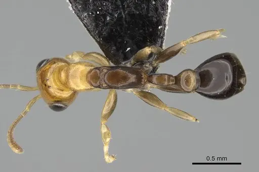 Pseudomyrmex ethicus specimen CASENT0217578 image casent0217578_1