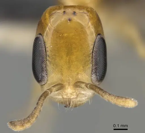Pseudomyrmex ethicus specimen CASENT0217578 image casent0217578_2