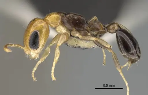 Pseudomyrmex ethicus specimen CASENT0217578 image casent0217578_3