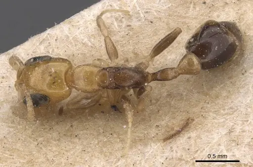 Pseudomyrmex ethicus specimen CASENT0907546 image casent0907546_1