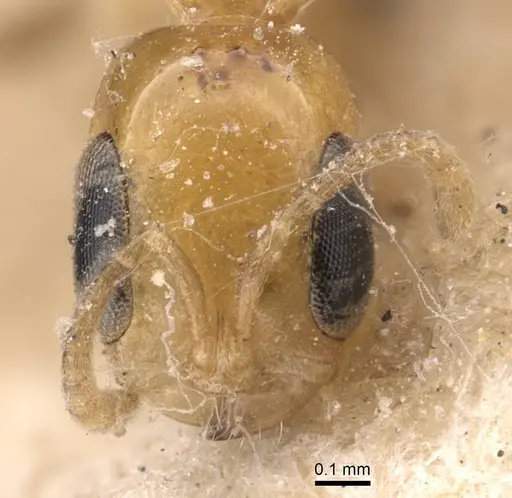 Pseudomyrmex ethicus specimen CASENT0907546 image casent0907546_2