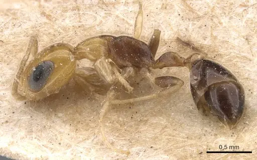 Pseudomyrmex ethicus specimen CASENT0907546 image casent0907546_3