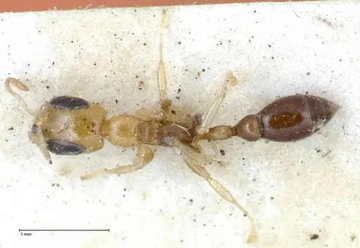 Pseudomyrmex ethicus specimen FOCOL0522 image focol0522_1