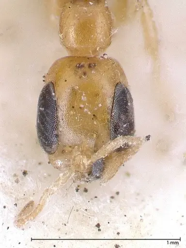 Pseudomyrmex ethicus specimen FOCOL0522 image focol0522_2