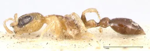 Pseudomyrmex ethicus specimen FOCOL0522 image focol0522_3