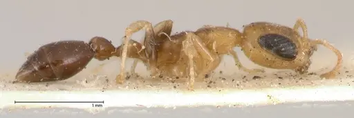 Pseudomyrmex ethicus specimen FOCOL0522 image focol0522_4