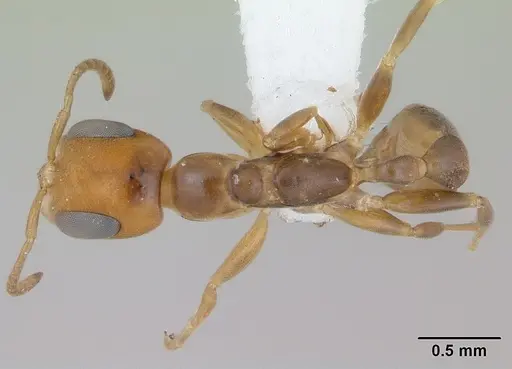 Pseudomyrmex euryblemma specimen CASENT0173751 image casent0173751_1