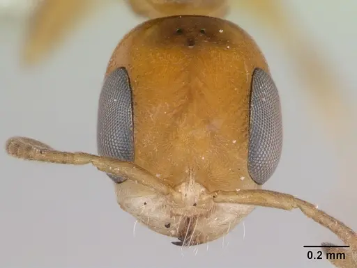 Pseudomyrmex euryblemma specimen CASENT0173751 image casent0173751_2