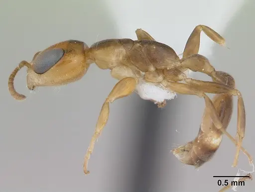 Pseudomyrmex euryblemma specimen CASENT0173751 image casent0173751_3