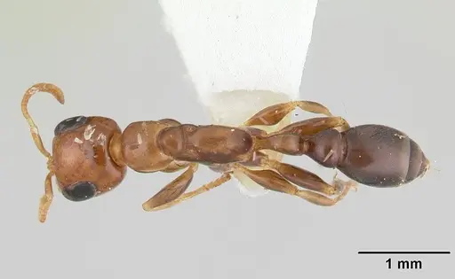 Pseudomyrmex euryblemma specimen CASENT0178620 image casent0178620_1