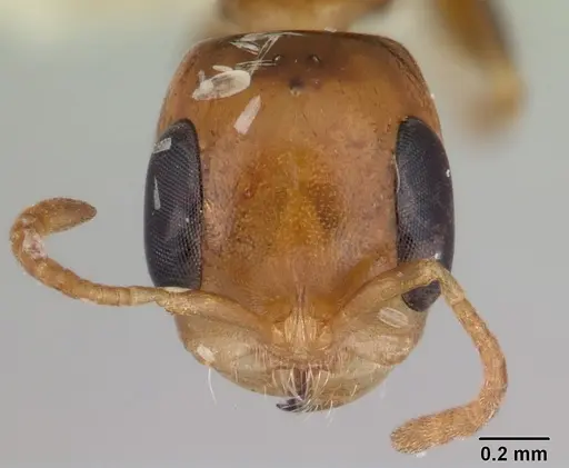 Pseudomyrmex euryblemma specimen CASENT0178620 image casent0178620_2
