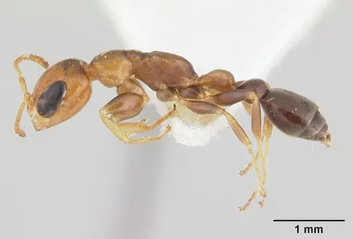 Pseudomyrmex euryblemma specimen CASENT0178620 image casent0178620_3