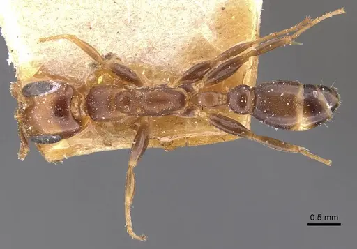 Pseudomyrmex euryblemma specimen CASENT0907545 image casent0907545_1