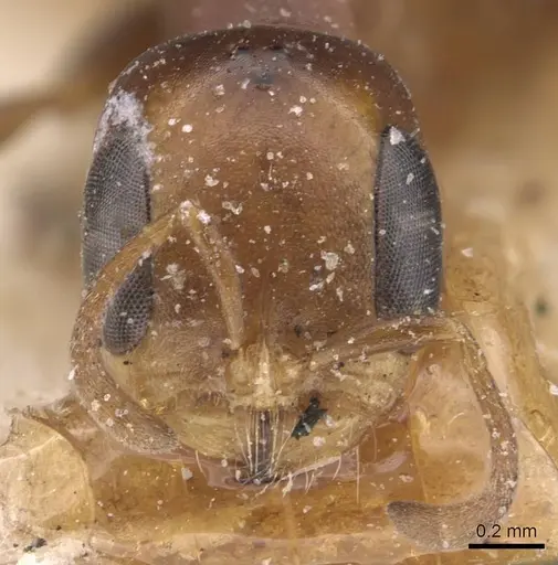 Pseudomyrmex euryblemma specimen CASENT0907545 image casent0907545_2