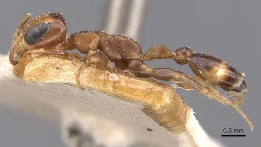 Pseudomyrmex euryblemma specimen CASENT0907545 image casent0907545_3