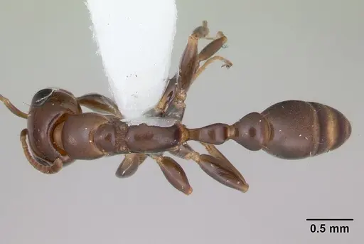 Pseudomyrmex euryblemma specimen INBIOCRI001230868 image inbiocri001230868_1