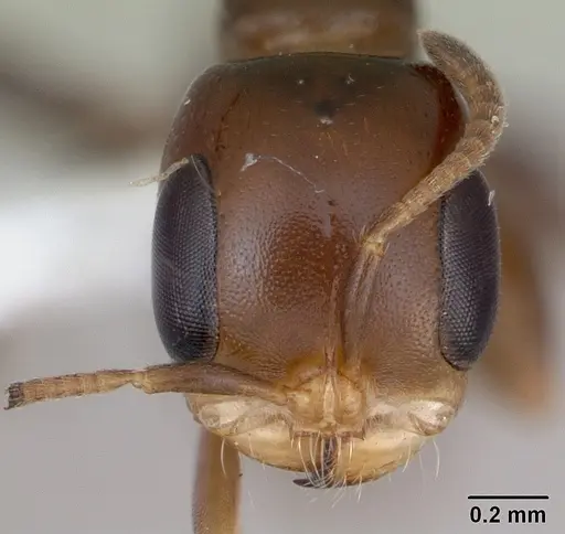 Pseudomyrmex euryblemma specimen INBIOCRI001230868 image inbiocri001230868_2