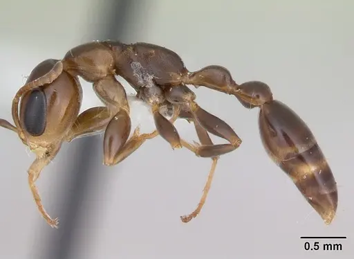 Pseudomyrmex euryblemma specimen INBIOCRI001230868 image inbiocri001230868_3