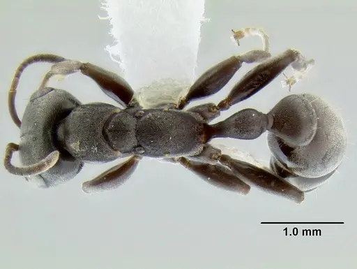 Pseudomyrmex evitus specimen CASENT0106120 image casent0106120_1
