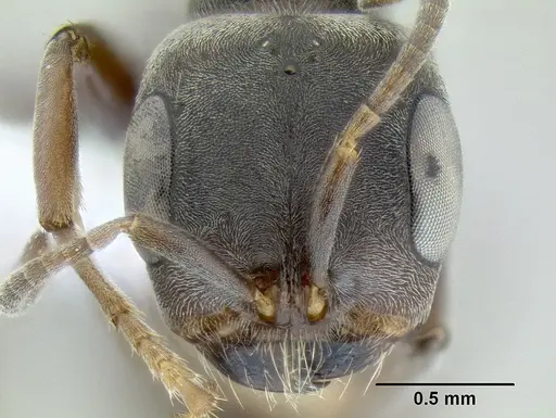 Pseudomyrmex evitus specimen CASENT0106120 image casent0106120_2