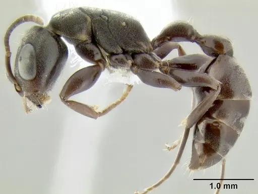 Pseudomyrmex evitus specimen CASENT0106120 image casent0106120_3