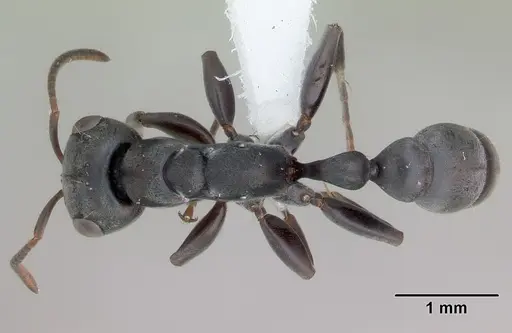 Pseudomyrmex evitus specimen INB0003662421 image inb0003662421_1