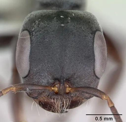Pseudomyrmex evitus specimen INB0003662421 image inb0003662421_2