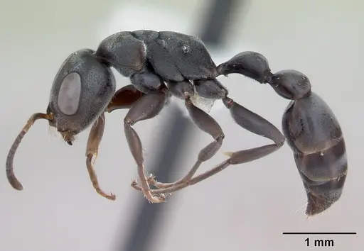 Pseudomyrmex evitus specimen INB0003662421 image inb0003662421_3