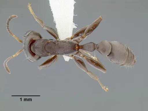 Pseudomyrmex evitus specimen INBIOCRI001271962 image inbiocri001271962_1