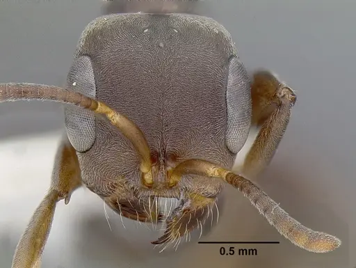 Pseudomyrmex evitus specimen INBIOCRI001271962 image inbiocri001271962_2