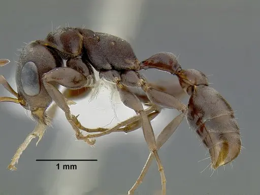 Pseudomyrmex evitus specimen INBIOCRI001271962 image inbiocri001271962_3