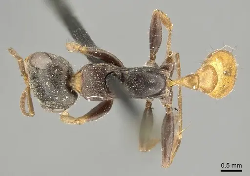 Pseudomyrmex excisus specimen CASENT0915839 image casent0915839_1