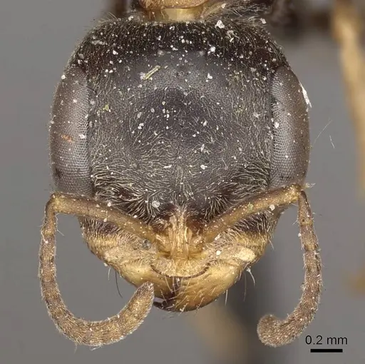 Pseudomyrmex excisus specimen CASENT0915839 image casent0915839_2