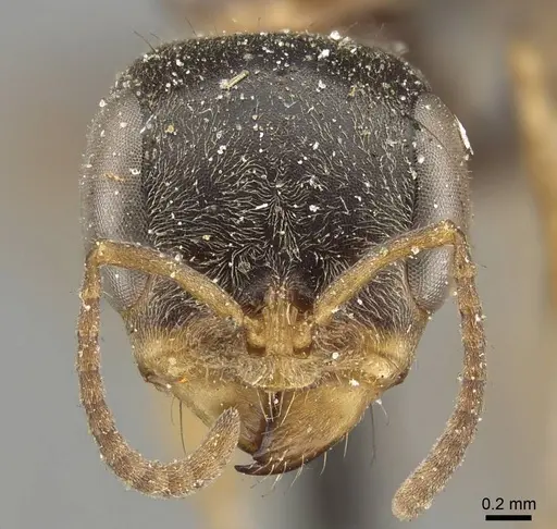 Pseudomyrmex excisus specimen CASENT0915839 image casent0915839_3