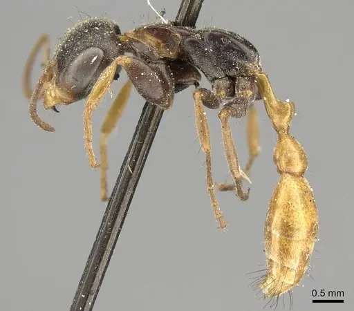 Pseudomyrmex excisus specimen CASENT0915839 image casent0915839_4