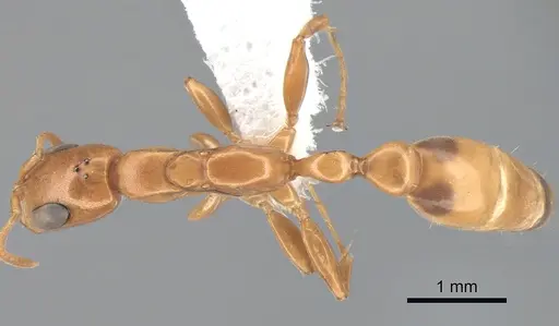 Pseudomyrmex exoratus specimen CASENT0863539 image casent0863539_1