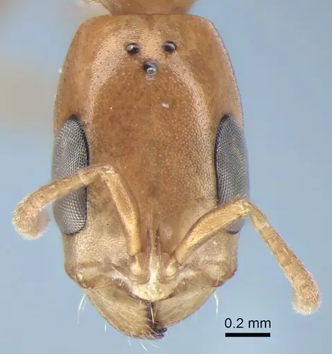 Pseudomyrmex exoratus specimen CASENT0863539 image casent0863539_2
