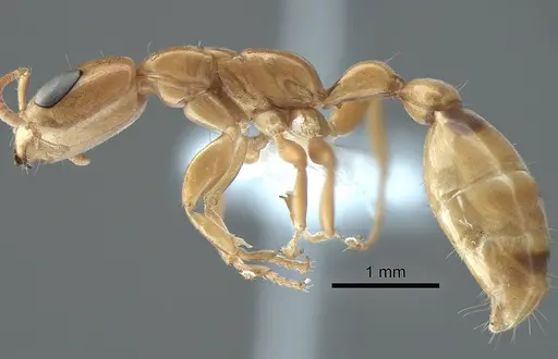 Pseudomyrmex exoratus specimen CASENT0863539 image casent0863539_3