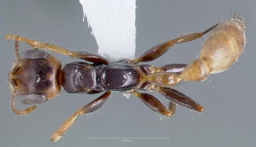 Pseudomyrmex faber specimen CASENT0005836 image casent0005836_1