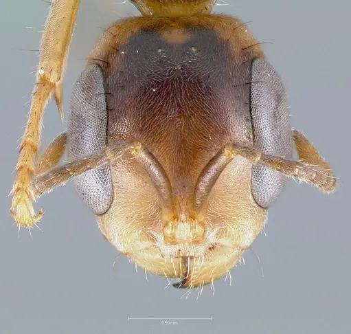 Pseudomyrmex faber specimen CASENT0005836 image casent0005836_2