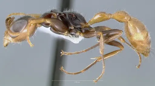 Pseudomyrmex faber specimen CASENT0005836 image casent0005836_3