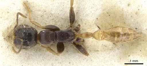 Pseudomyrmex faber specimen CASENT0902849 image casent0902849_1