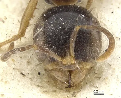 Pseudomyrmex faber specimen CASENT0902849 image casent0902849_2