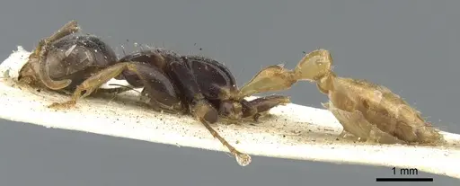 Pseudomyrmex faber specimen CASENT0902849 image casent0902849_3