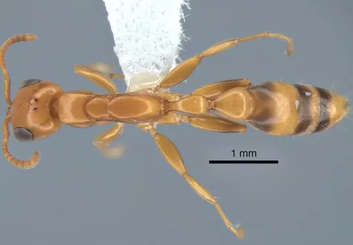 Pseudomyrmex fasciatus specimen CASENT0863540 image casent0863540_1