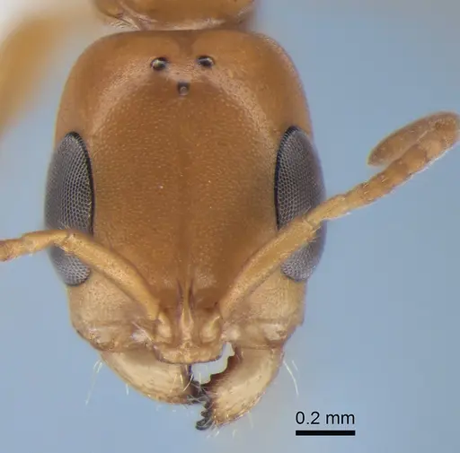 Pseudomyrmex fasciatus specimen CASENT0863540 image casent0863540_2