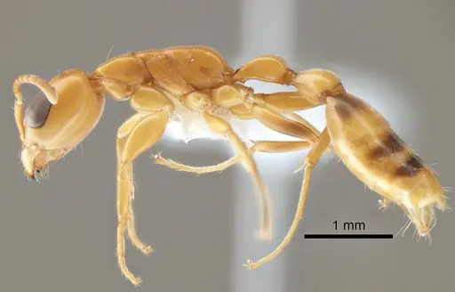Pseudomyrmex fasciatus specimen CASENT0863540 image casent0863540_3