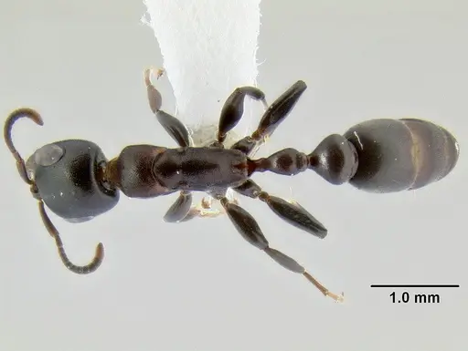 Pseudomyrmex feralis specimen CASENT0106121 image casent0106121_1
